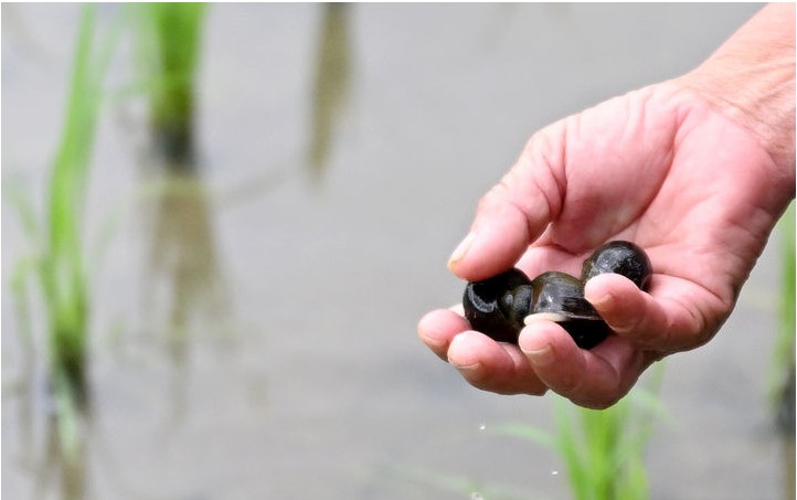 함평 왕우렁이 사업, 보조금 낭비 논란... 경찰 수사 착수