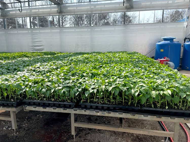 영광군, 2026년도 고추 육묘 신청 접수