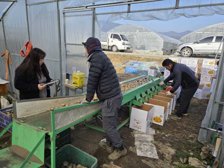 구례군, 통일감자 수확 현장 컨설팅 추진