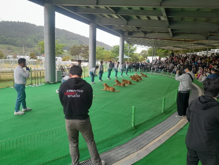 진도개 Dog 스포츠, 1월 31일(토) 올해 첫 공연 시작