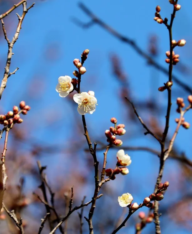 봄의 신호탄 '광양 소학정' 매화 전국 첫 개화
