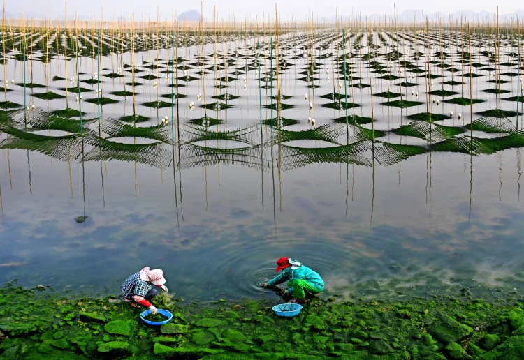 '겨울 어촌의 풍경' 장흥 매생이 양식장 사진 명소로 북적