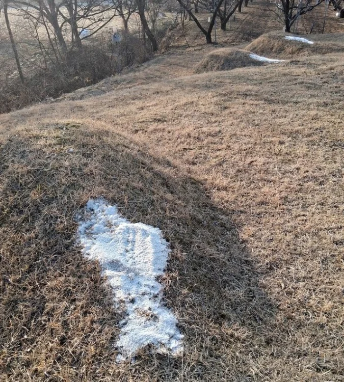 묘 11기 '소금 살포' 60대 