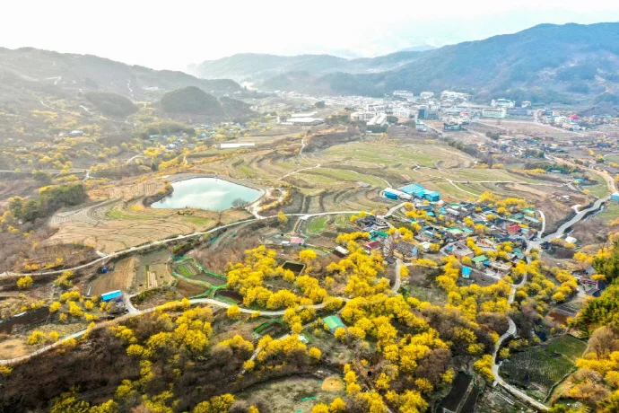 구례 산수유축제 일정 2026 개화 시기와 방문 꿀팁