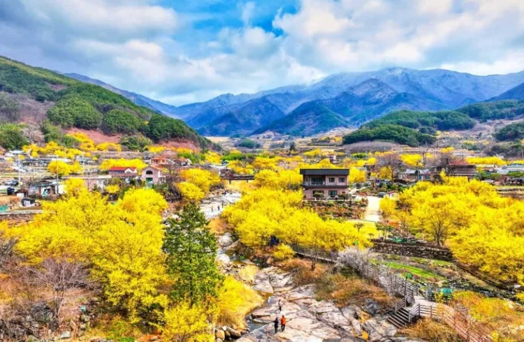 전남 구례 3월 꽃구경 명소 추천 | 산수유 마을 봄 여행지 코스 총정리