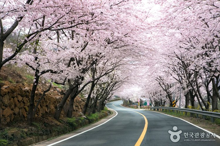 화개장터 벚꽃여행 하동 십리벚꽃길