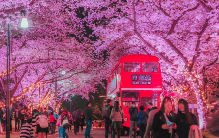 대구 벚꽃 명소 추천, 지금 가장 예쁜 곳 TOP7