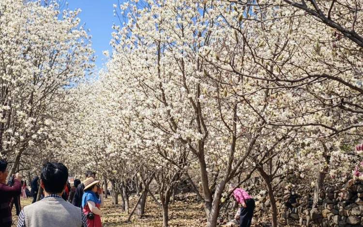 김해 목련숲 언제 가야 할까, 아이와 가기 좋은 시기