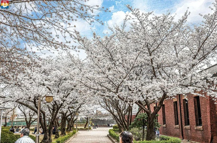 정독도서관 벚꽃 언제 가야 예쁠까, 사진 명당·시간대 공개