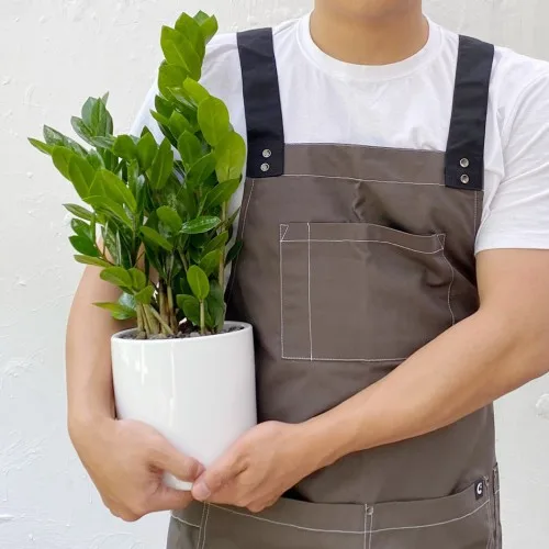 개업화분 고민이라면? 금전수 화환, 공기정화와 인테리어 효과까지